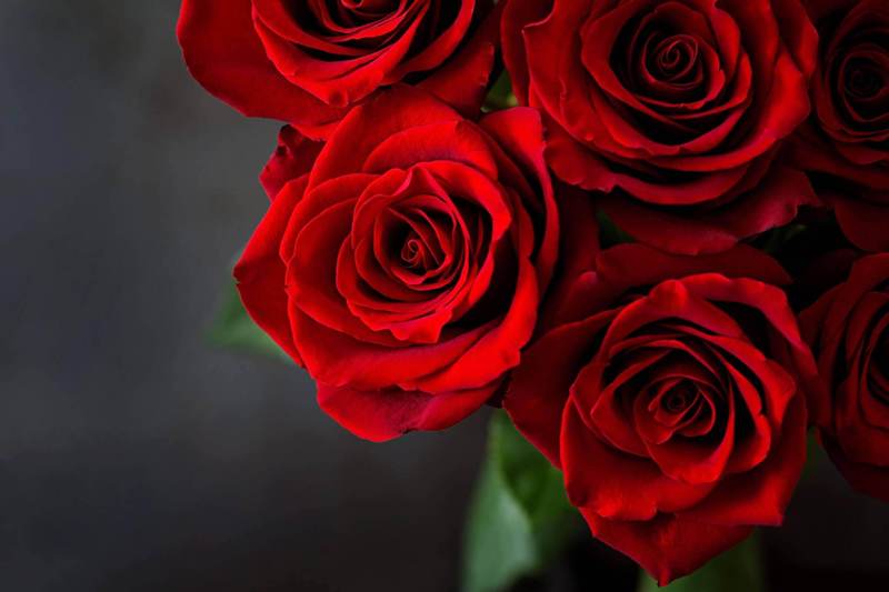 Rose Day 2024